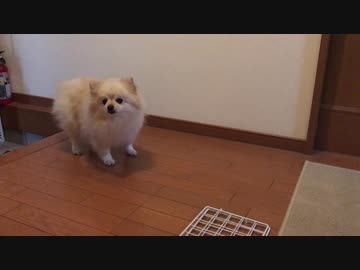 見えない壁を突破できないポメラニアンモモ