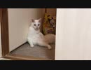 ウチューネコチャン、隙あらば猫をサボる