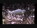 【野鳥】食物を求めて動き回る｢シロサギ｣