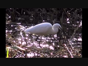 【野鳥】食物を求めて動き回る｢シロサギ｣