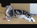 年明けも遊んでくださいと鳴きじゃくる猫