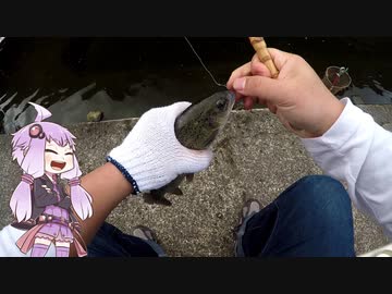 #08 釣り堀 養老渓谷