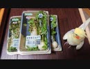 七草はインコと一緒に！