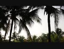 Palm_Trees_　大内徹