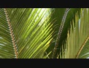 Palm_Trees　大内徹