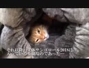 猫型珍妙生物、我が家の居間に爆誕する