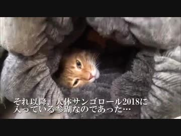 猫型珍妙生物、我が家の居間に爆誕する