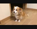 やっぱり我慢できないワンコ
