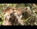 凍え、寄り添い、死を待つタヌキ