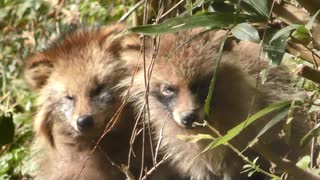 凍え、寄り添い、死を待つタヌキ