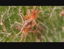 キクビラハダニの交尾を観察しよう