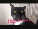 【ねことドイチ】うりはシュタウプザウガーがお嫌い