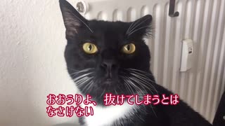 【ねことドイチ】うりはシュタウプザウガーがお嫌い