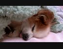 舌を出してすやすやするワンコ（パピヨン）9
