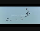 死んでしまったのだろうか　歌ってみた【らいたー】