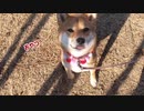 わがまま柴犬ももっぷのお散歩風景【ほのぼの動画】