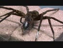 ［閲覧注意!!］オオハシリグモにゴキブリを与えてみた。（Dolomedes  orion）