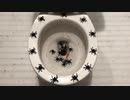 蜘蛛をトイレに流してみた２