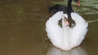 White Swan Life In The Lake　左近鈴乃