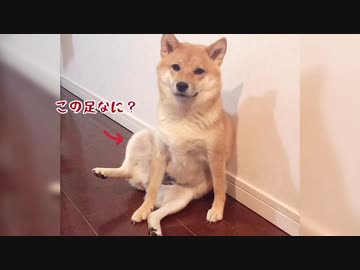【癒し効果100%】柴犬のかわいい姿6連発