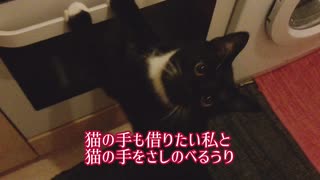 【ねことドイチ】スパゲティ・アッラ・プッタネスカ・ラツィアーレ・モールト・ボニッシミ！！