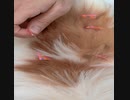 針治療を受けるワンコ（パピヨン）4