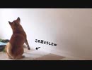柴犬に生まれて初めてプロジェクター映像を見せた結果...夢中の表情がかわいすぎる【癒し】