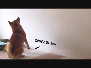 柴犬に生まれて初めてプロジェクター映像を見せた結果...夢中の表情がかわいすぎる【癒し】