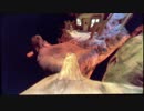 【Among the Sleep】赤ちゃんの気持ちを知る実況プレイPart3〜公園〜