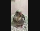 チッポちゃん来日