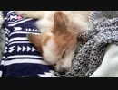 針治療を受けるワンコ（パピヨン）5