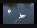 AiAF 28-85F3.5-4.5    単焦点なみか？