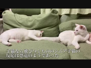 オッドアイのシニア子猫、デタラメな子猫返りを見せる