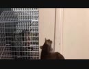 gato-dedede