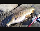【釣り・VLOG】荒川温排水・温泉で鯉(コイ)を釣る！＠2019年最後の釣行、ブラックバスはネチネチワーム釣りに限る