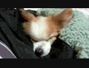 ブランケットに包まれてすやすやするワンコ（パピヨン）4