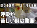 いいちこインコさんの誤嚥(ごえん)トラブル・その4