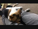 ごろーん(*´ω｀)　日替わりワンタ【犬癒し】