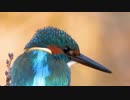 カワセミの背中アップ