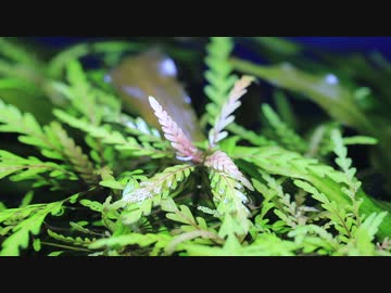 もはやストック水槽ではないアレの現状・その２９