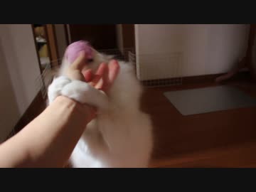 ボール遊びはしたいけど渡したくないポメラニアンモモ