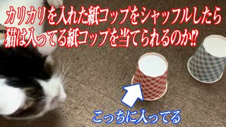 紙コップをシャッフルしたらカリカリが入ってる方を猫は当てられるか！？