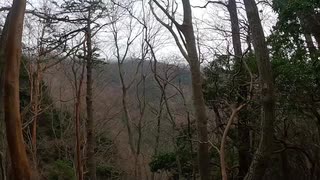 日本百名山追体験 2山目 天城山 ダンディー part1 後編