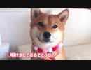しゃべる犬？柴犬ももっぷからの新年のご挨拶【2020年元旦編】