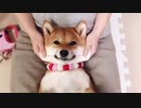 顔に餅でも入ってるんですか？ 柴犬の顔マッサージが可愛すぎたｗｗ