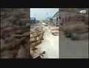 道端に豚の死骸を大量放置＝福建省