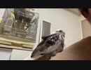 地鳴きキングダム