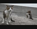 【ゆっくり】時雨梓の島猫レポート　Vol.07【旅動画】