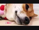 今にも寝そうな柴犬に「お散歩」「ご飯」と呼び掛けてみた
