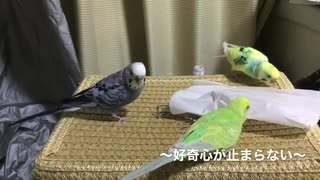 短い動画つめあわせ